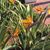 Carol Folk's profile image