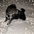 Rhiannon Urso's profile image