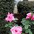 Beth Bonner Adams's profile image