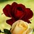Nancie Rolens's profile image