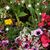 Carol Phillips's profile image