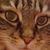 Sue Besco's profile image