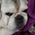 Melissa Bentivegna Andre's profile image