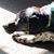 Diane Harris's profile image