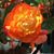 Carla Dosh's profile image