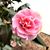 Joan Mott's profile image