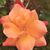 Melissa Davidson Gonzalez's profile image