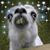 Janell Rae Clemetson's profile image