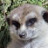 meerkat's profile image