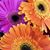 Dana Vaughn Covell's profile image