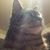 Zachary Capetillo's profile image