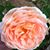 Sharon Wilborn's profile image