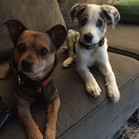 Anna Rachelle's profile image