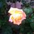 Patty Wrinkle's profile image