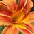 Jodi Atkins Harries's profile image
