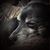 Sarah Howard's profile image