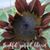 Deb Rowe Jackson's profile image