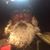 Aaron Domeier's profile image