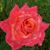 Stephanie Johnson Duke's profile image