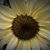Ruth Dilger Williams's profile image