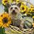 Lisa Honeycutt Johnson's profile image