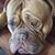 Debra Brosnahan Smith's profile image
