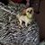 Sharon Plautz's profile image
