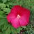 Heidi Grossen Burkhalter's profile image