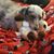 Karen L Thrap's profile image