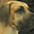 Paula Strauch Weber's profile image