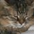 Karen Acker's profile image