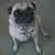 Debbie Sue Franz's profile image