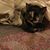 Susan Joy Baird's profile image