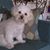 Armando Yañez Garcia's profile image