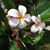 Rose Leazenby's profile image