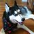 Shirley Donatini Nadeau's profile image