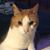Susan Tremblay Butler's profile image