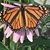 Lynn LeBaron's profile image
