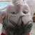 Susan Boyd Albrecht's profile image