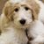 Branna McCarty Shores's profile image