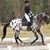 Lindi Kopecko Austin's profile image