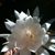 Debbie Amacker's profile image