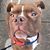 Dave Kamholtz's profile image
