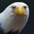 Sarah Calhoun's profile image