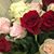 Dawn Schaffert Lough's profile image