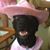 Collin Crombie's profile image