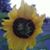 Linda Joslin Guice's profile image