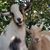 Deanne Shearn Smith's profile image