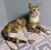 Linda Biscorner's profile image