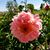 Debbie Burge's profile image